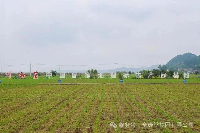 上传的文章图片